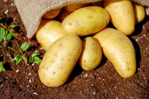 Kartoffeln für die Wodka-Herstellung